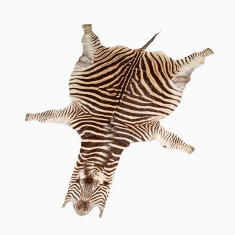Large Burchell's Zebra Hide (Equus quagga burchellii), Africa, 20th Century