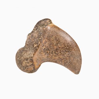 Fossil knoglefragment – ca. 12,5 cm