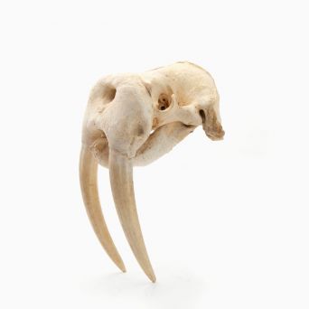 Greenlandica Walrus Skull with Tusks